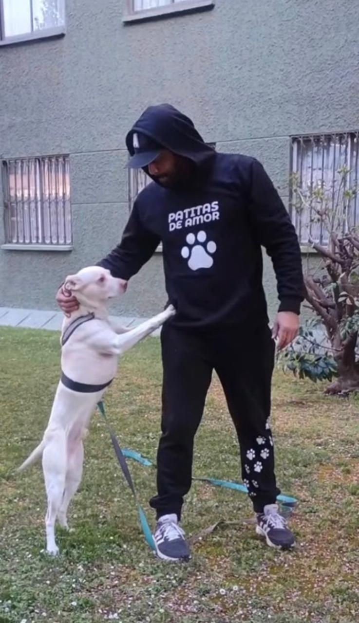Perro canela pequeño paseando al aire libre con correa en San Miguel