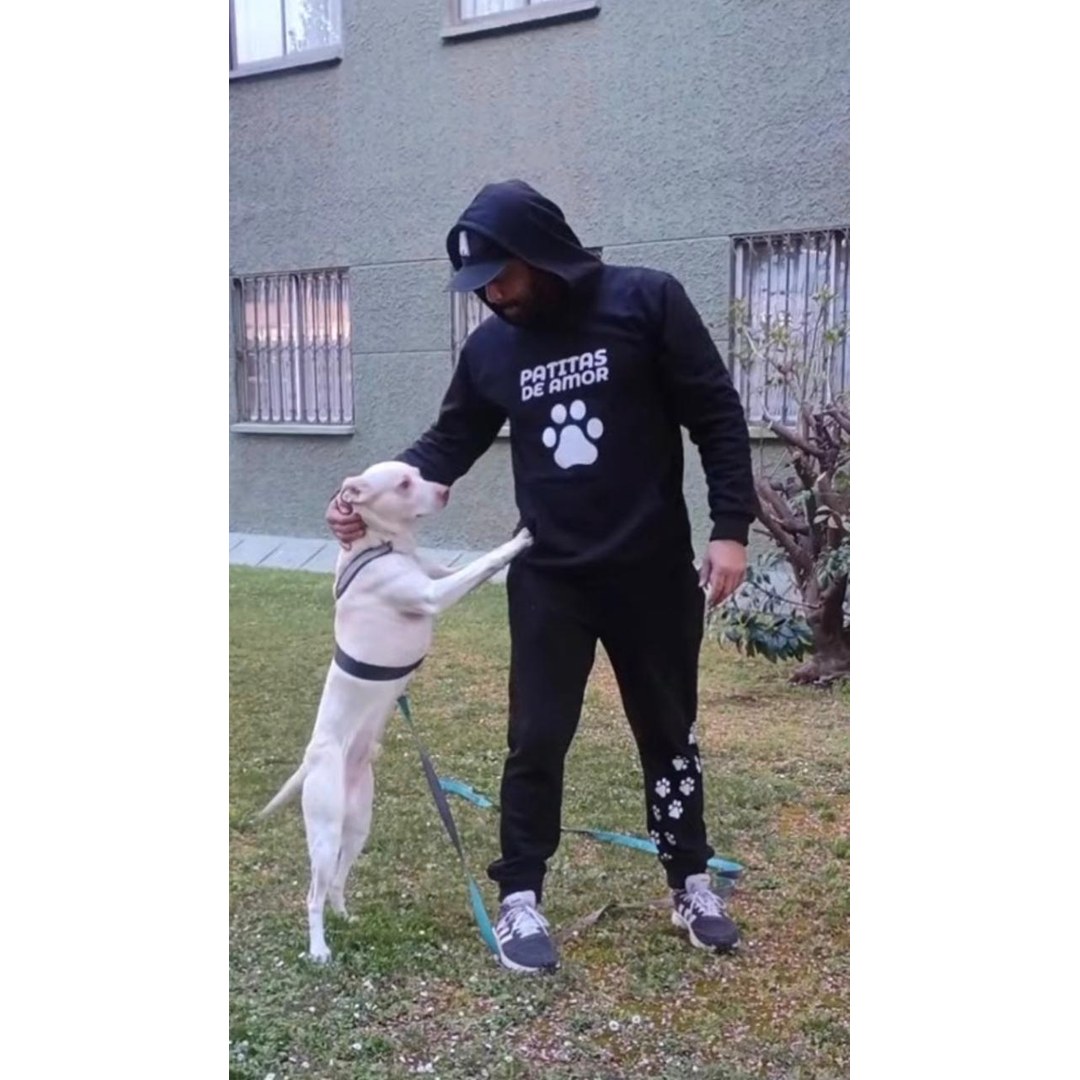 Perro canela paseando con correa por calles de San Miguel con cuidador