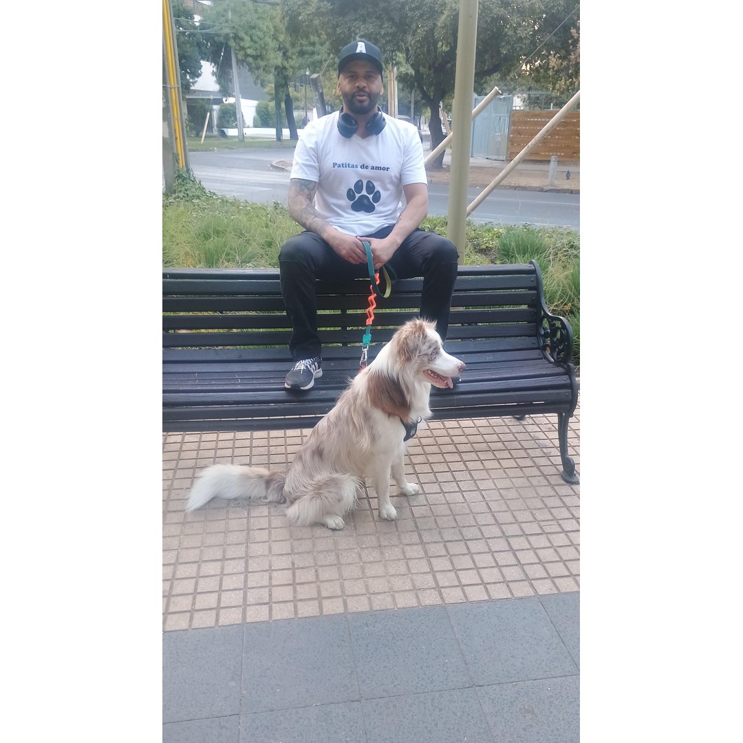 Manada feliz de seis perros de distintas razas en patio de guardería San Miguel