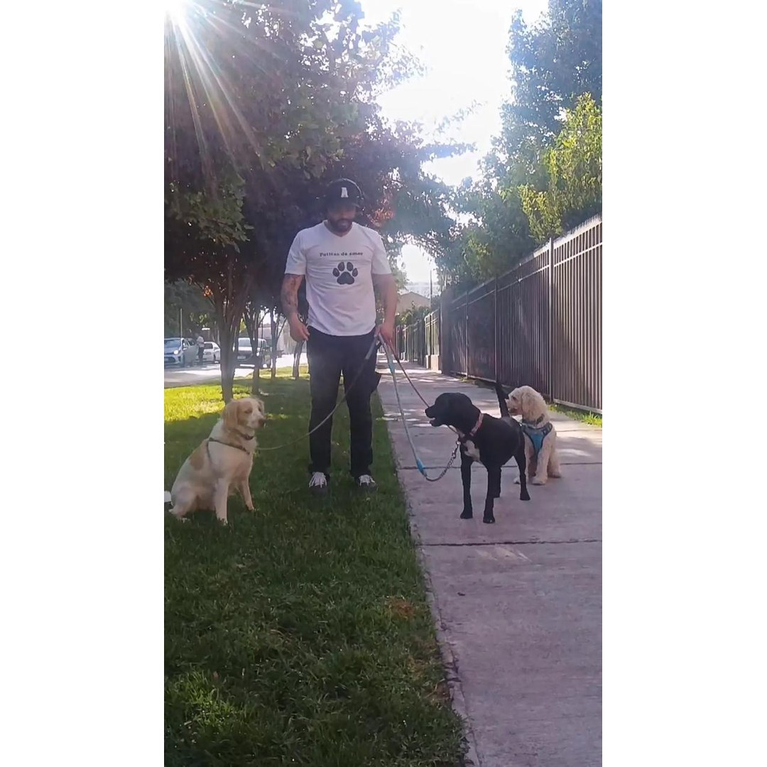 Perro mediano gris jugando con juguete mordedor en guardería San Miguel