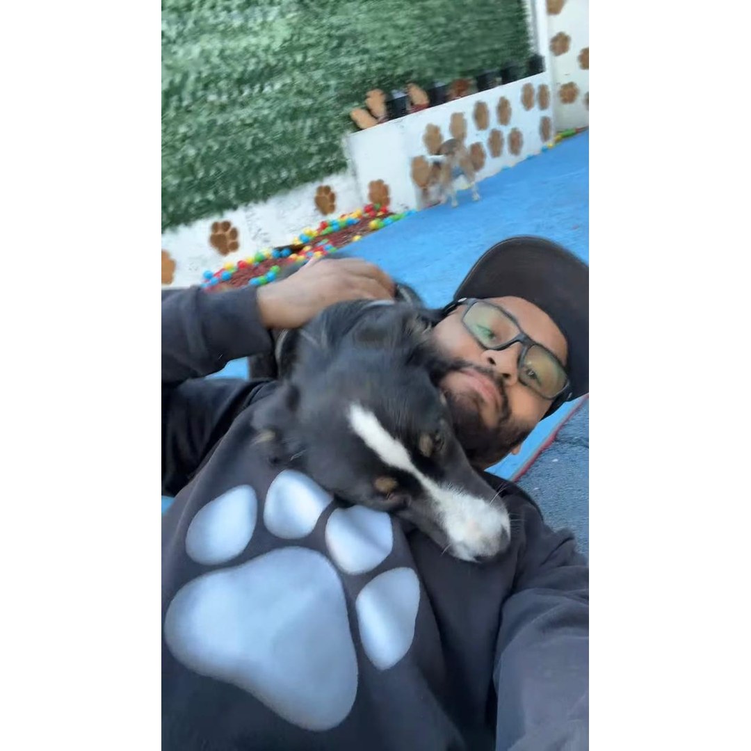 Perro pequeño negro acurrucado durmiendo plácidamente en hotel San Miguel