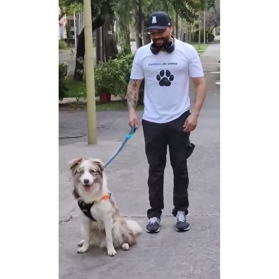 Perro peludo blanco crema posando en habitación del hotel Patitas de Amor San Miguel
