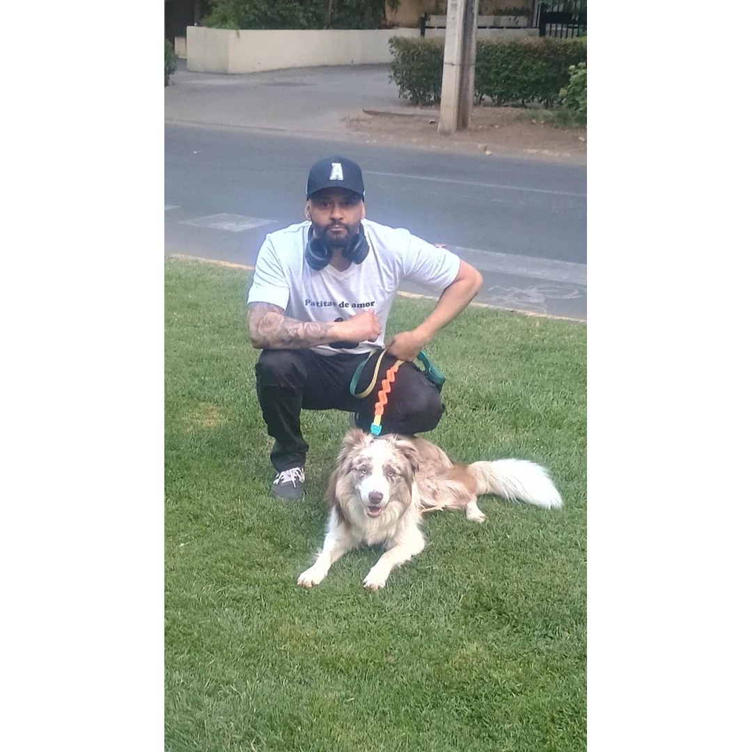Perro labrador corriendo energético durante paseo en San Miguel