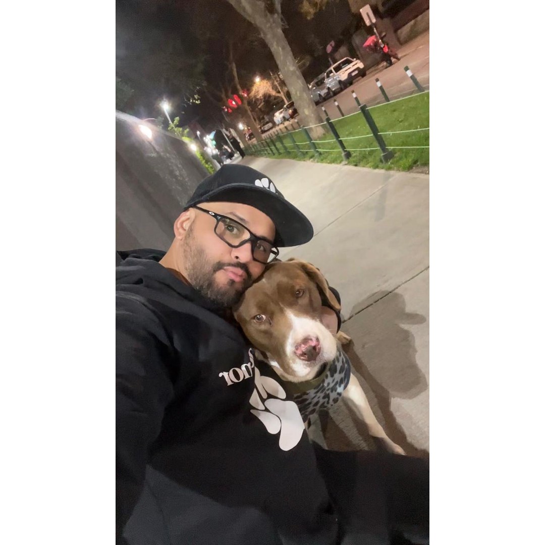 Perro salchicha marrón paseando feliz con arnés azul por parque San Miguel